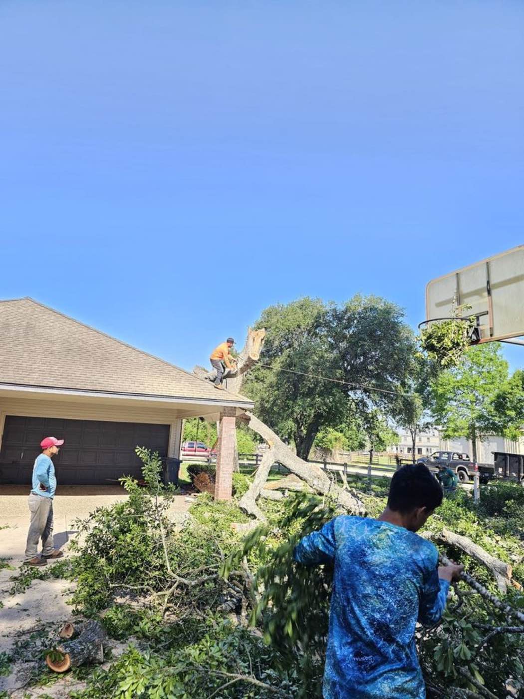 The Tree Amigos crew at work
