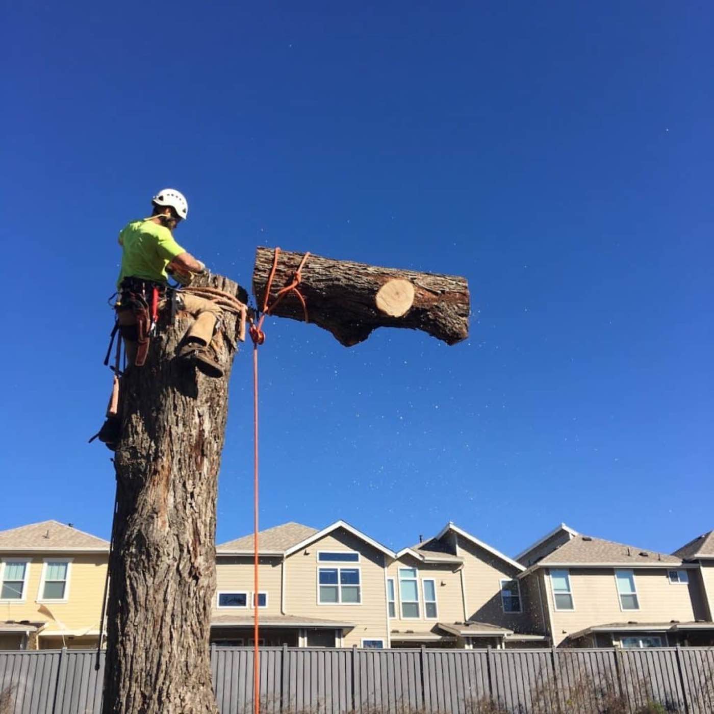 Recent Tree Amigos project