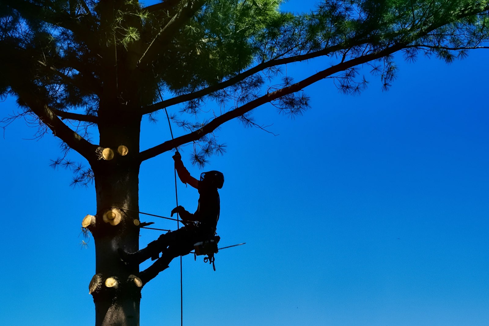 Arboricultural consulting
