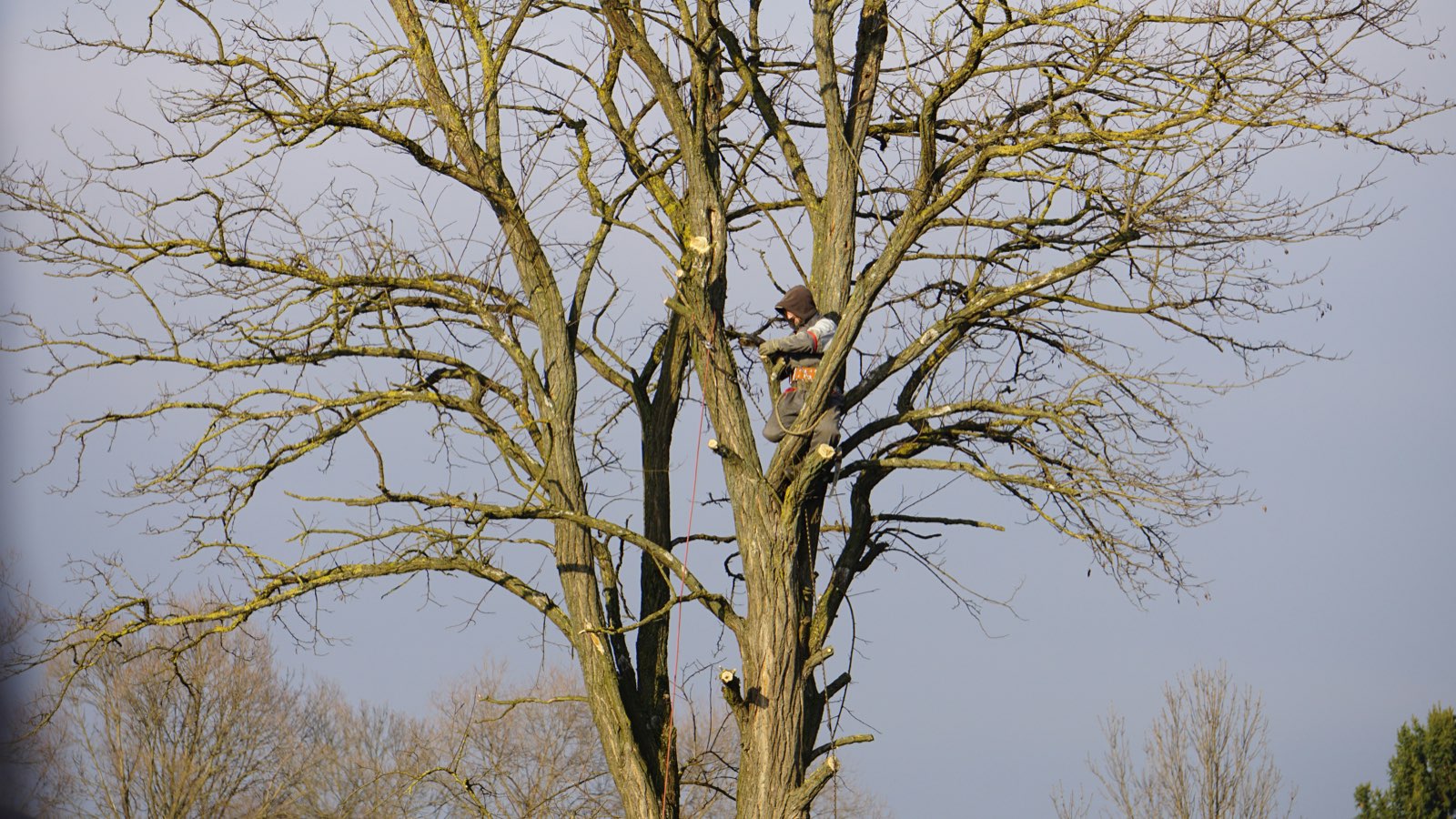 Development tree protection plan