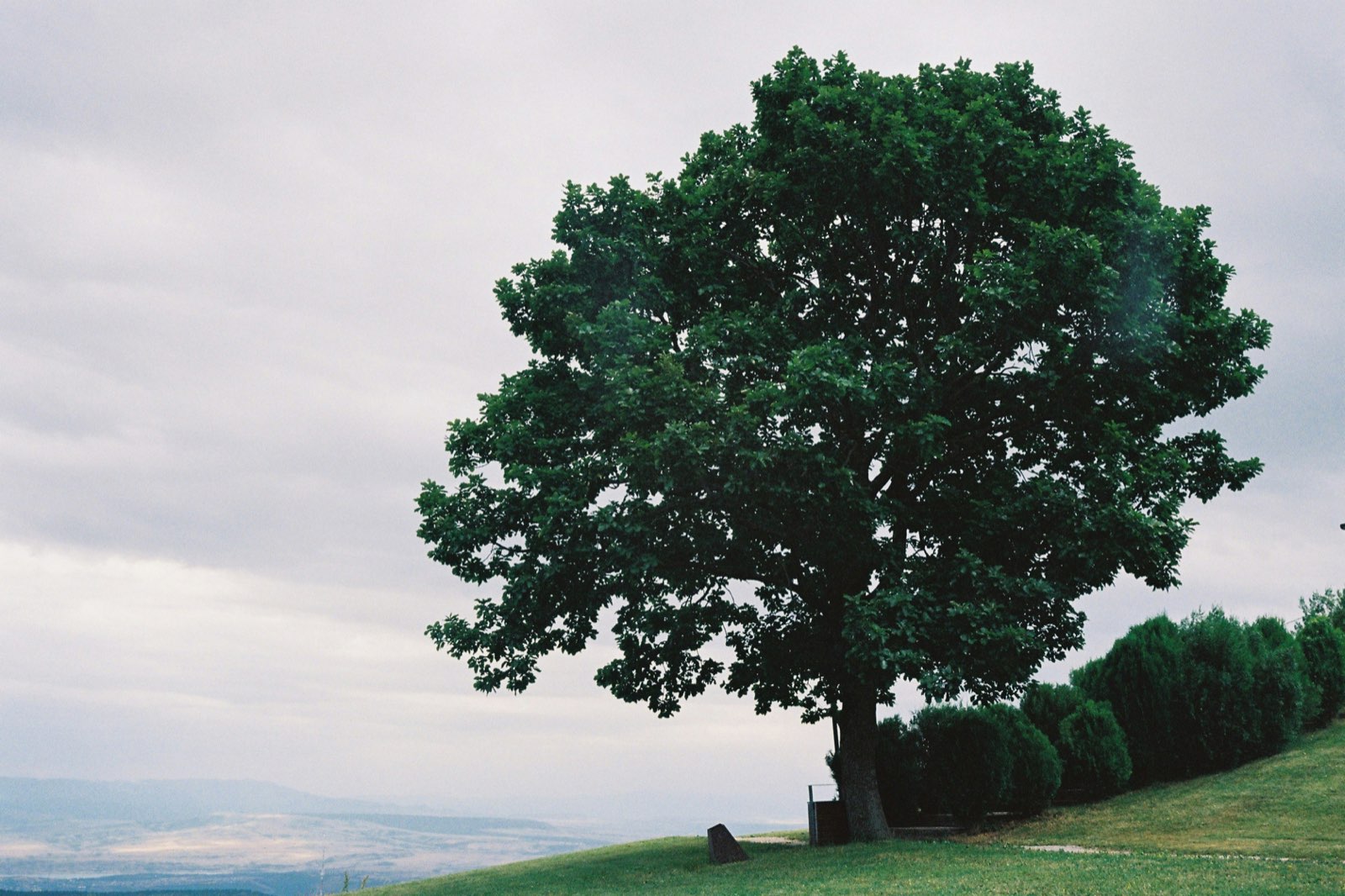 Tree planting