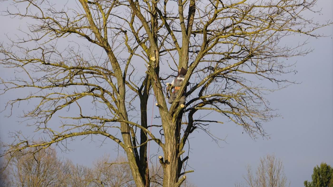 Tree pruning